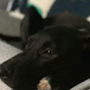 Meet your Posher, Sandi